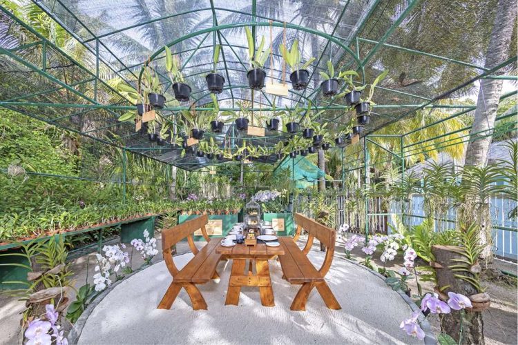 Afternoon tea setup in the orchid garden