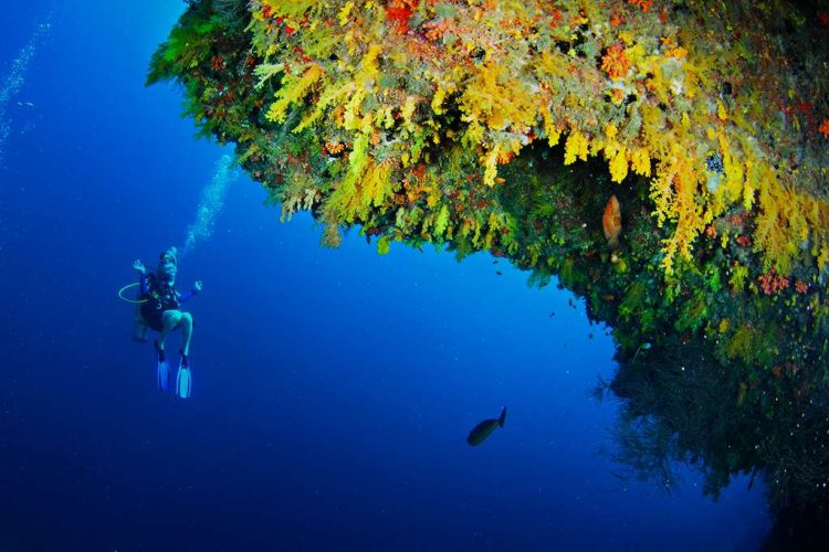 The Yellow Wall of the House Reef