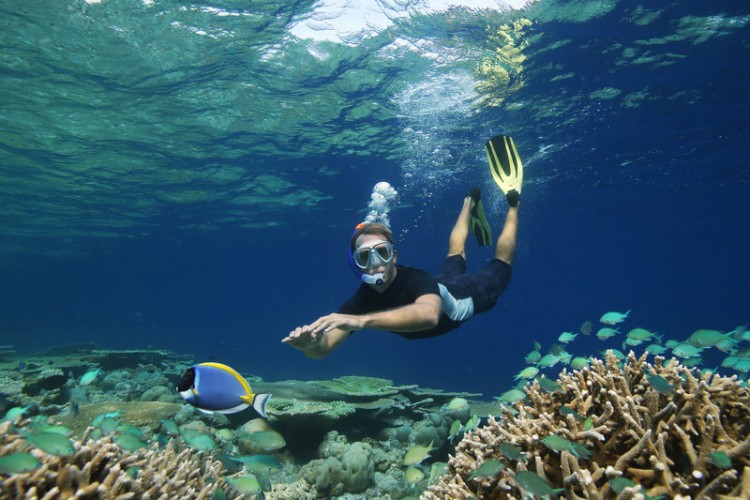 Snorkelling with Fish