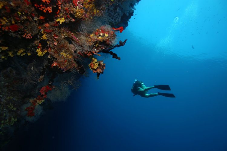 House Reef Diving