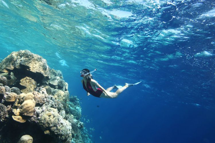 House Reef Snorkelling