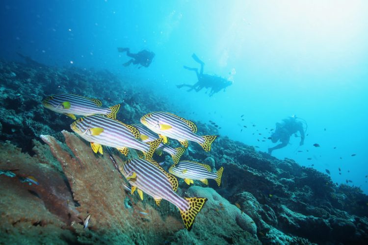 Diving with Oriental Sweetlips