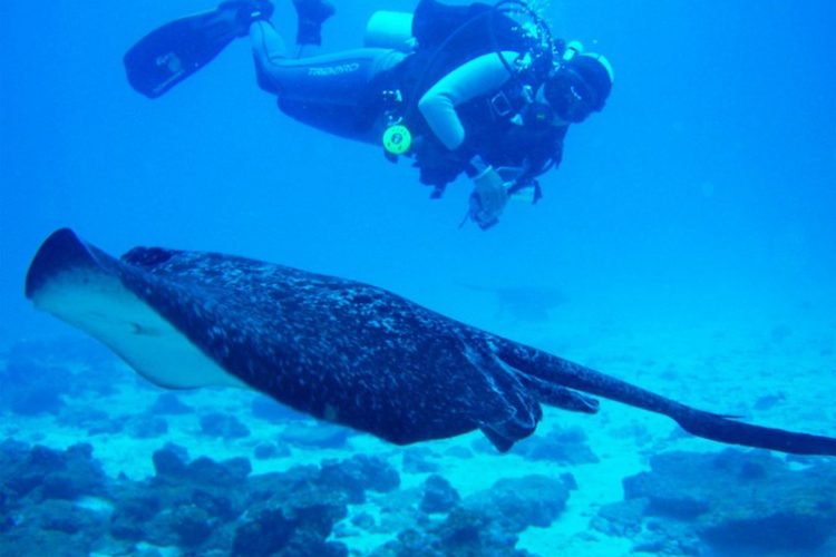 Diving with Mantas
